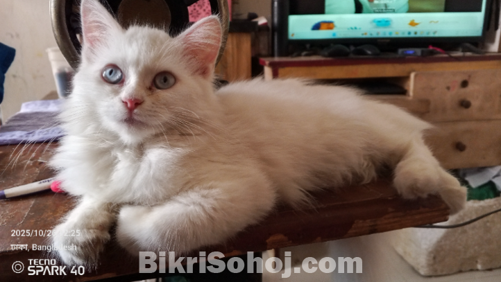 পারসিয়ান ক্যাট